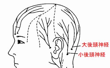 三叉神経痛 後頭神経痛も頭痛の一種です 神戸で頭痛外来なら ぴ す へ